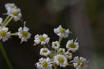 Stiff cowbane